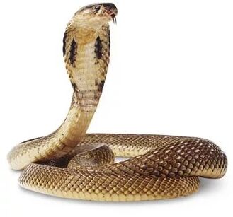 king snake composition